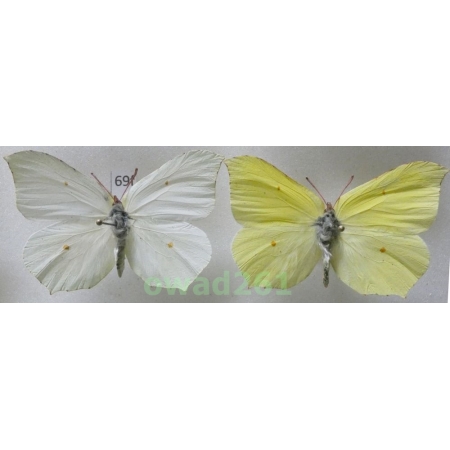 Gonepteryx rhamni (Linnaeus, 1758) pair Poland69f